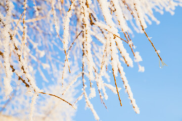 Snow ice on tree branches on blue sky background, hoarfrost close-up. Winter Fairytale nature,...