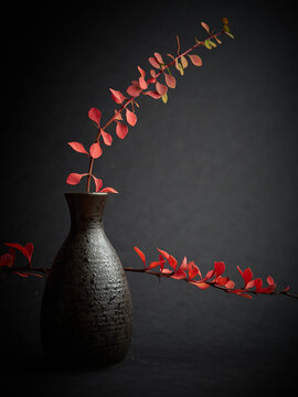 Photo for interior decoration. Bright branch of barberry on a dark background.