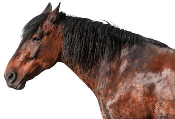Beautiful brown horse on white background