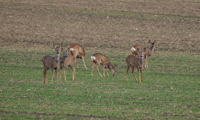 Naklejka na ściany i meble young deers in the field 