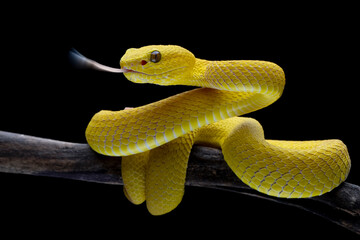 The Yellow White-lipped Pit Viper (Trimeresurus insularis) closeup on branch with black background