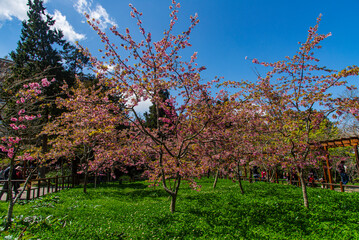 Cherry Blossoms in Alishan National Park-Chiayi, Taiwan