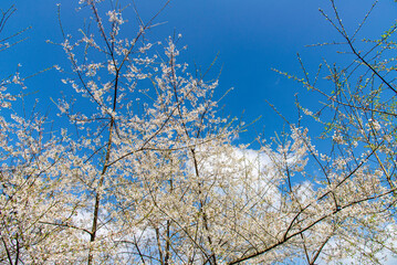 Fototapeta na wymiar Cherry Blossoms in Alishan National Park-Chiayi, Taiwan