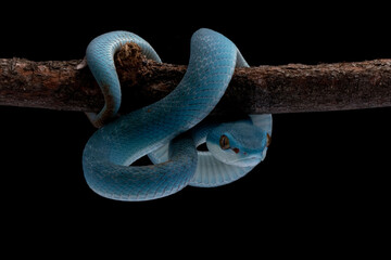 Blue viper snake on branch, Baby viper snake closeup on isolated background, Indonesian viper snake