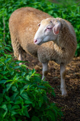 Naklejka premium Cute young sheep, lambs in the nature at Slovakia. Farm with sheeps, with beautiful wool, cute animals