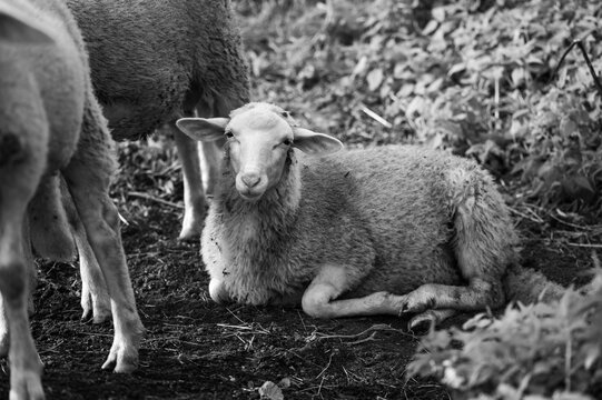 The sick sheep is lying on the ground, black and white photo