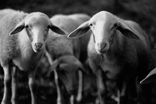 Black and white portrait of a young lambs. Face of the sheep.