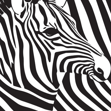 This is a beautiful black and white zebra illustration in vector format. The monochrome color scheme gives a modern and elegant look. The image can be used as a standalone piece