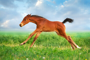 Bay foal run fast