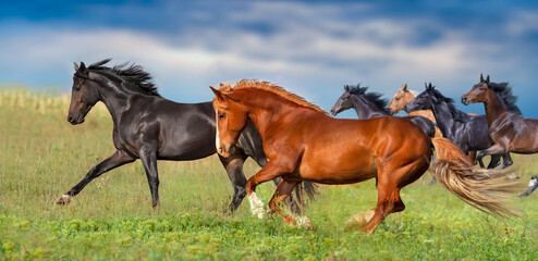 Horses free run in green field