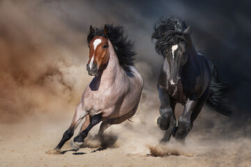 Fototapeta na wymiar Beautiful draft horses in desert