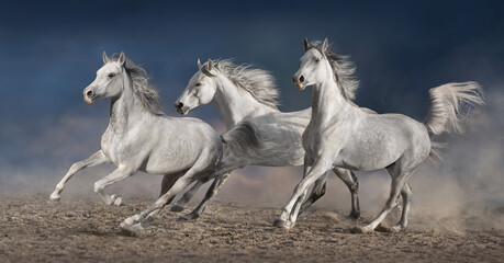Fototapeta na wymiar Horse herd run in desert