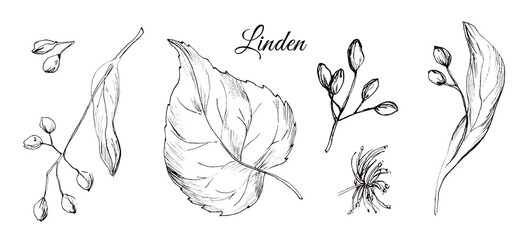 Linden branch with flowers. Set of graphic hand drawn illustrations