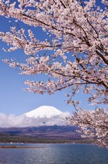 山中湖より望む満開の桜と富士山