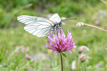 Baum-Weißling, Schmetterling an Blumen in den Alpen