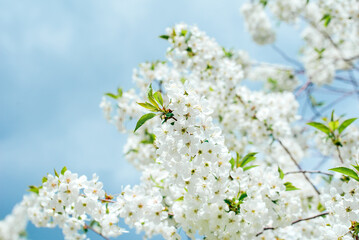 Fototapeta na wymiar Spring background with white blossoms and sunbeamson blue sky background. Branches of blossoming cherry and bee macro with soft focus on blue background. Easter and spring greeting cards. Springtime