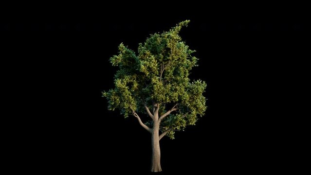 Growing oak tree on black background (with luma matte, cg animation) 