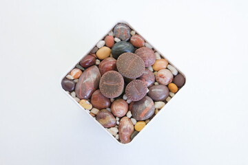 Several multi-colored Lithops grow among the stones in a square vase. High quality photo