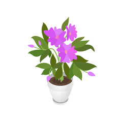 Isometric Impatiens balsamina and flowerpot. Indoor, office and house plant. Interior decoration element. 3d flower pot with plate. Vector illustration of interior plant isolated on white background