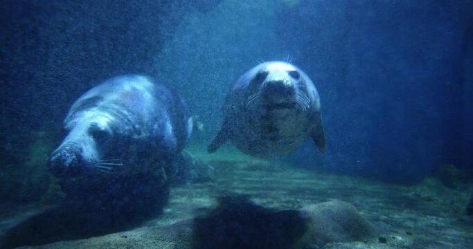 4K - Seals underwater life