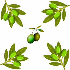 Green olive branch illustration. Olive branches arrangement.