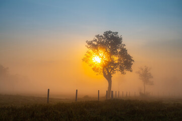 Fototapeta na wymiar A beautiful sunrise behind the large trees in spring with mist.Big tree silhouette with sun shining through. Springtime scenery of africa savannah field.Soft focus.