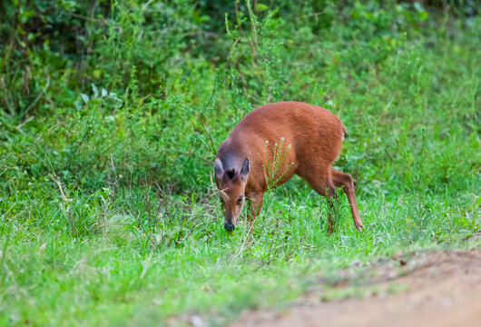 The red forest duiker (Cephalophus natalensis), Natal duiker or Natal red duiker, is a small antelope found in south and south Africa.