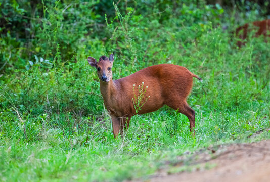 The red forest duiker (Cephalophus natalensis), Natal duiker or Natal red duiker, is a small antelope found in south and south Africa.