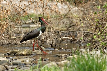 Black Stork, Ciconia Nigra, čáp černý n the water. Stork fishing in a shallow lagoon.A big black stork with a red beak and a drop of water on its tip in the water.