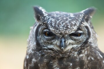 The spotted eagle-owl (Bubo africanus) also known as the African spotted eagle-owl and the African eagle-owl, výr africký, portrait, closeup