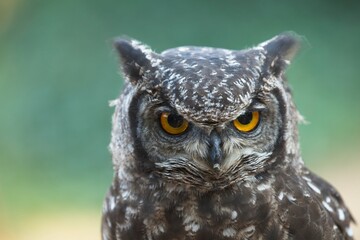 The spotted eagle-owl (Bubo africanus) also known as the African spotted eagle-owl and the African eagle-owl, výr africký, portrait, closeup