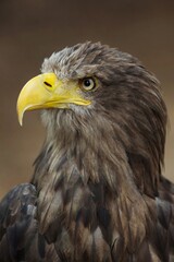 White tailed eagle, (Haliaeetus albicilla), orel mořský, detailed A beautiful portrait, closeup, sharp face eagle.