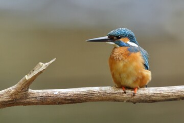 Cute male common kingfisher, alcedo atthis, sitting on branch in spring at sunrise. Small bird with colorful feathers looking in nature from front view.