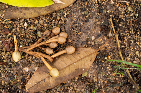 Bud durian on the ground in the garden , disease on tree, advertisements for fertilizers and plant remedies