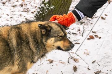 A woman strokes a stray dog in a city park in winter. A stray dog of gray color approached a woman in the park. A woman in knitted orange mittens strokes a dog.