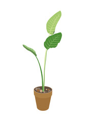 Bird of paradise illustration