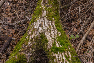 Fototapeta premium A mossy tree trunk with leaves on the ground photographed with Focus Stacking