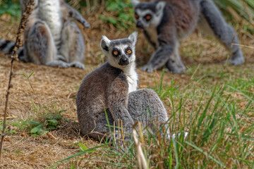 Ring Tailed Lemur