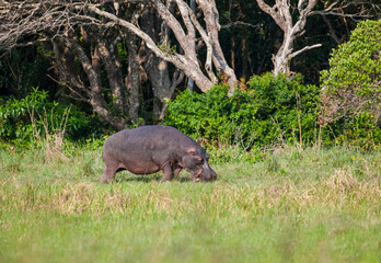 There are a lot of Hippos (Hippopotamus amphibius) live in the Lake St Lucia in South Africa.