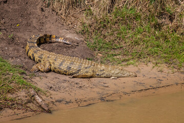 St Lucia Lake is the focal point of the UNESCO World Heritage Site, making it a very good habitat for crocodiles.