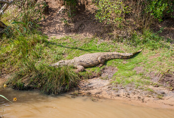 St Lucia Lake is the focal point of the UNESCO World Heritage Site, making it a very good habitat...