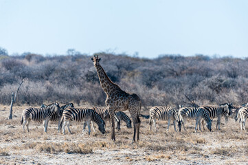 Closeup of the neck of an Angolan Giraffe - Giraffa giraffa angolensis- standing on the plains of Etosha National Park, amid a group of Burchell's Plains zebra -Equus quagga burchelli.
