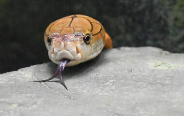 The head and tongue of an indian cobra