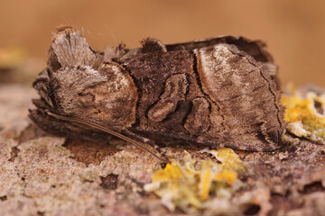 Closeup on the Spectable owlet moth, Abrostola tripartita sittting on lichen covered wood