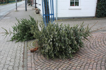 Weihnachtsbäume zum Entsorgen in Lippetal - Lippborg an der Hauptstraße bereitgestellt.