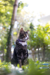 Through blurred grass to a black and white striped Thai tabby cat sitting staring at something.
