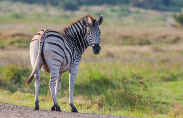 There are many Zebras in Isimangaliso Wetland Park, which is on the UNESCO Heritage List in South Africa. © selim