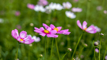 Many pink, purple and white cosmos flowers blooming beautifully in a park in rural.