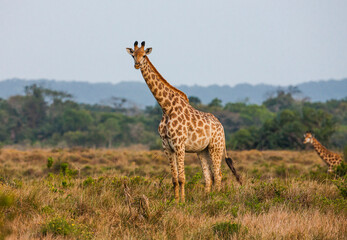 Naklejka na ściany i meble Group of African giraffe walks in iSimangaliso Wetland Park with savannah landscape. South Africa game drive safari.