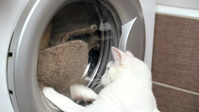 The cat plays with the drum of the washing machine, which spins while washing clothes. Funny animals.